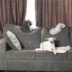 My 3 Doggies 