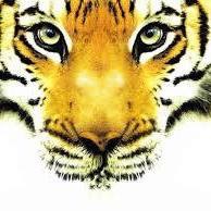 Tiger Image 